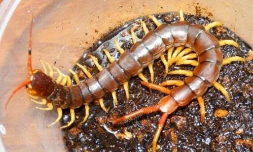 亞洲最大的蜈蚣 越南巨人蜈蚣長達(dá)30cm有劇毒