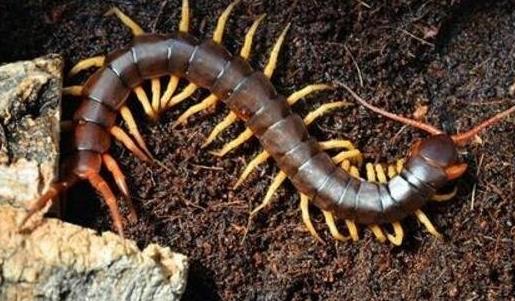 亞洲最大的蜈蚣 越南巨人蜈蚣長達(dá)30cm有劇毒