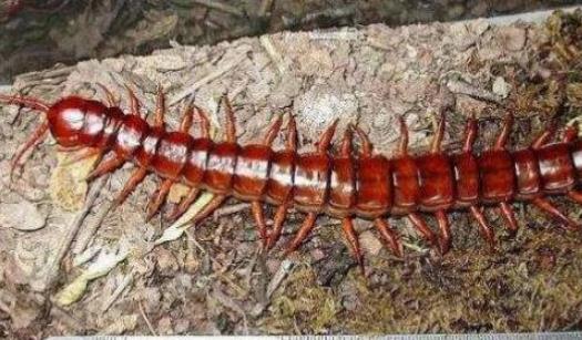 亞洲最大的蜈蚣 越南巨人蜈蚣長達(dá)30cm有劇毒