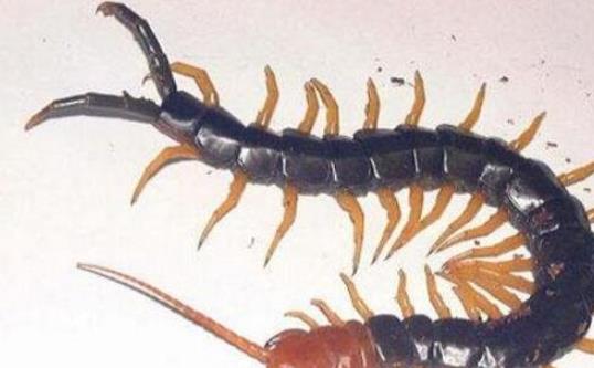 亞洲最大的蜈蚣 越南巨人蜈蚣長達(dá)30cm有劇毒