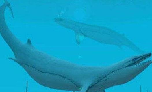 世界上最早的鯨魚 古蜥鯨竟是從樹上跑下來的