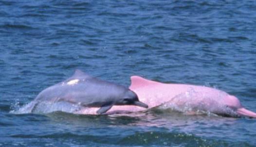 世界上最美的海豚 粉紅瓶鼻海豚渾身都是粉紅色 滿滿少女心