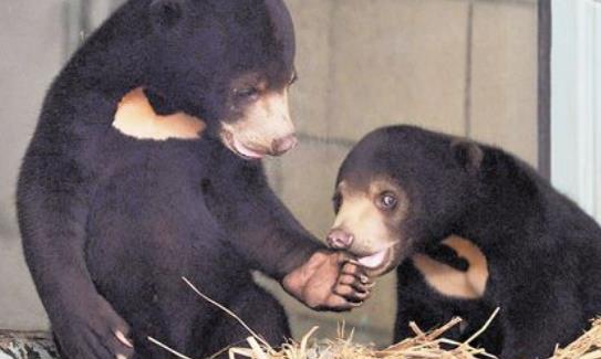 世界上體型最小的熊 馬來熊體長110-150厘米 體重27-75千克