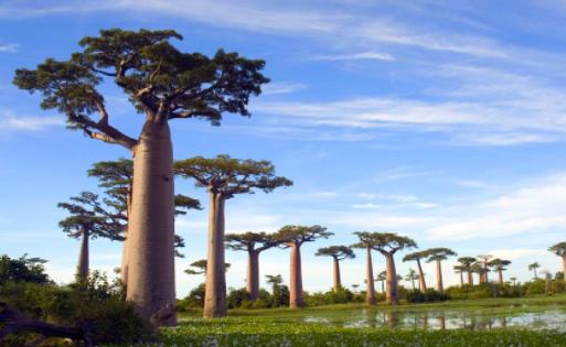 世界上壽命最長的樹 猴面包樹最老的已有5500歲