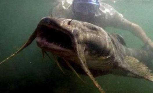 世界上最大的淡水魚(yú)種 湄公河巨魾3米 吞人無(wú)壓力