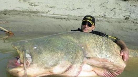 世界上最大的淡水魚(yú)種 湄公河巨魾3米 吞人無(wú)壓力