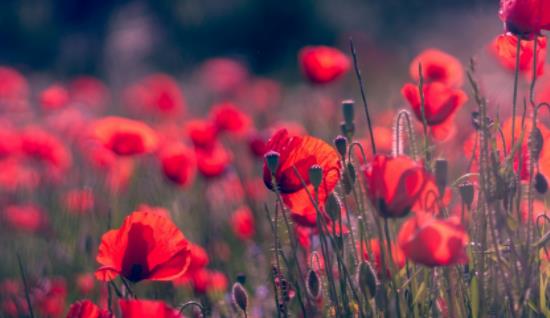 全球最大的玫瑰產地 保加利亞的玫瑰谷幾十千米長 盛產7000多種玫瑰