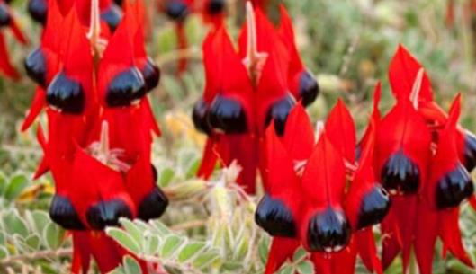 沙漠中最頑強(qiáng)的花 長眼睛會(huì)變色的沙漠豆花 形似外星物種