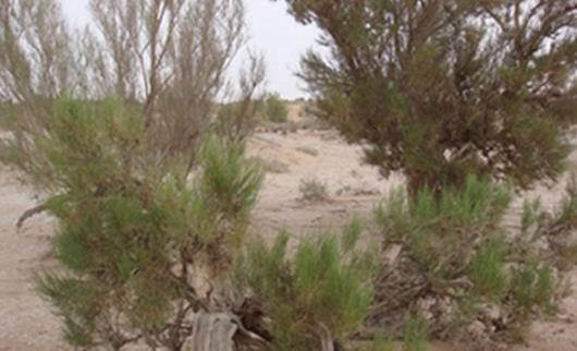 沙漠中最頑強(qiáng)的花 長眼睛會(huì)變色的沙漠豆花 形似外星物種