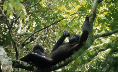非洲最著名盆地 世界第一大盆地 剛果盆地資源豐富
