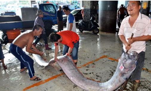 世界最長的硬骨魚 龍王魚最長7.6米 曾被認為是真龍