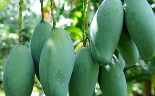 世界上最大的芒果 凱特芒果重達8斤