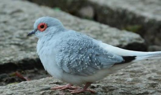 世界上最小的鴿 澳大利亞雪鴿僅比麻雀大一點