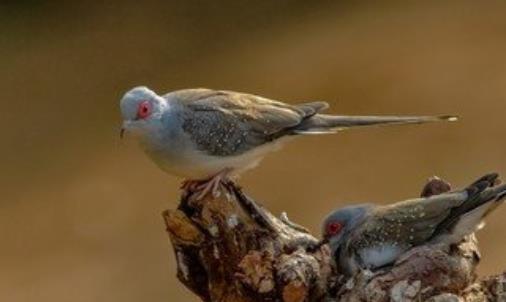世界上最小的鴿 澳大利亞雪鴿僅比麻雀大一點