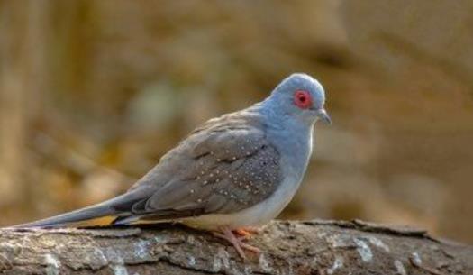 世界上最小的鴿 澳大利亞雪鴿僅比麻雀大一點