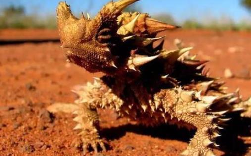 世界上最怪異的蜥蜴 澳洲魔蜥利用皮膚喝水