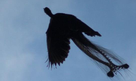 世界上尾羽最長的雀 琴鳥尾羽長達70厘米