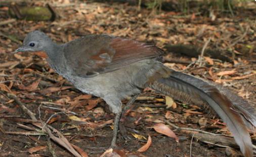 世界上尾羽最長的雀 琴鳥尾羽長達70厘米