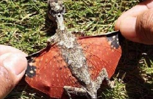 世界上會飛的蜥蜴 飛蜥能借助“翅膀”滑翔