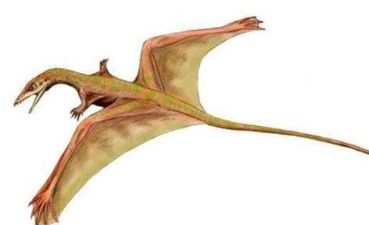 世界上會飛的蜥蜴 飛蜥能借助“翅膀”滑翔