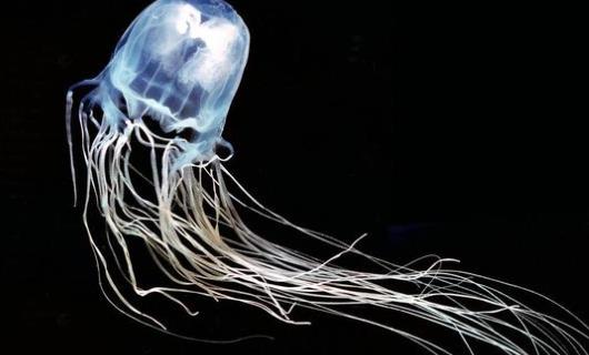 世界上最小的水母 伊魯坎吉水母不及人的指甲蓋大