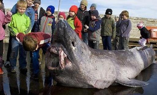 世界上最長壽的鯊魚 格陵蘭睡鯊壽命可達400歲