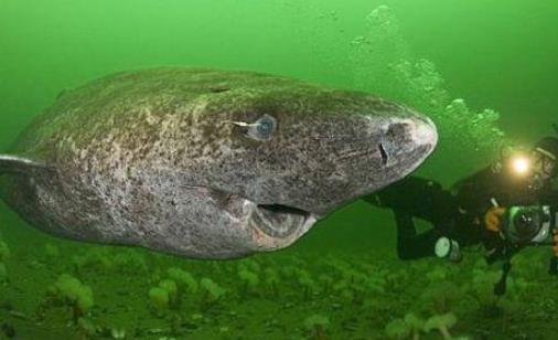 世界上最長壽的鯊魚 格陵蘭睡鯊壽命可達400歲