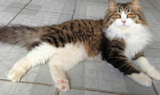 世界上最耐寒的貓 挪威森林貓能適應(yīng)零下16度的溫度