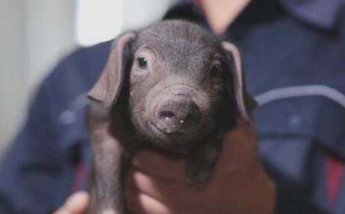 世界上最貴的豬 網易味央黑豬一頭賣出近11萬元高價