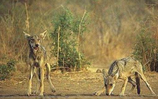 世界上最小的狼 阿拉伯狼肩高僅半米多