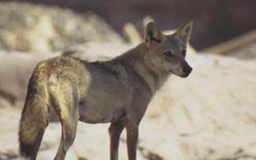世界上最小的狼 阿拉伯狼肩高僅半米多