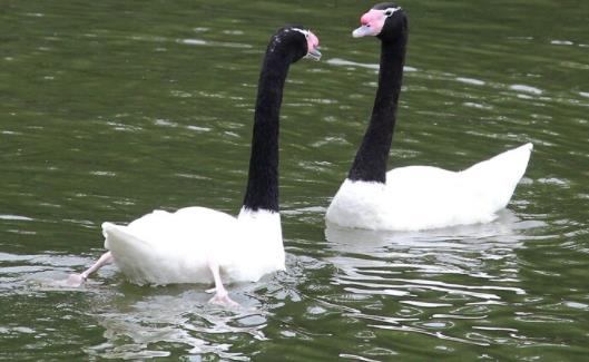 世界上最專情的動(dòng)物 黑頸天鵝配偶從一而終