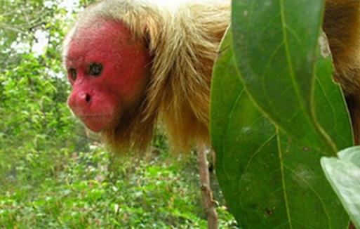 世界上最丑的猴子 禿猴面部赤裸 頭頂沒有毛發