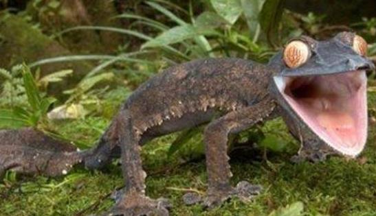 世界上最會偽裝的蜥蜴 撒旦葉尾壁虎能完美模擬枯葉形態