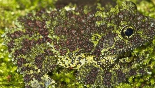 世界上最會偽裝的蜥蜴 撒旦葉尾壁虎能完美模擬枯葉形態