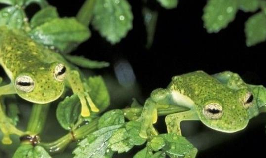 世界上最會偽裝的蜥蜴 撒旦葉尾壁虎能完美模擬枯葉形態