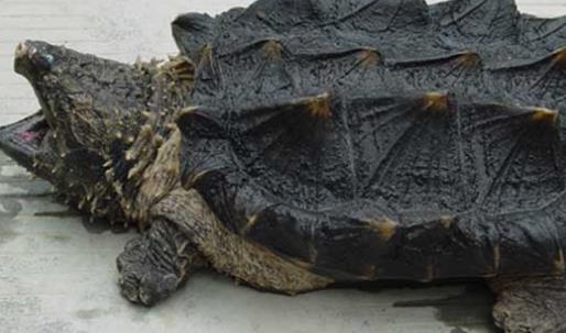 世界上最兇猛的龜 真鱷龜會(huì)主動(dòng)攻擊人 能咬斷人的手指