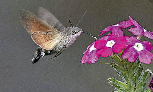 世界上長相最奇特的蛾 蜂鳥鷹蛾既像天蛾又像蜂鳥