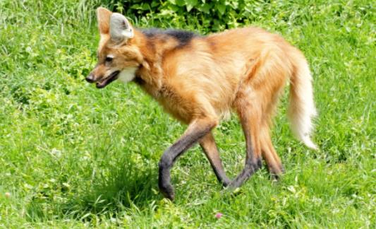 世界上脖子最長的羚羊 長頸羚憑借長脖子能吃到2米高度的樹葉