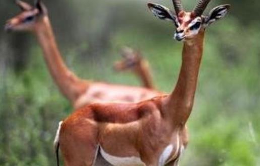 世界上脖子最長的羚羊 長頸羚憑借長脖子能吃到2米高度的樹葉