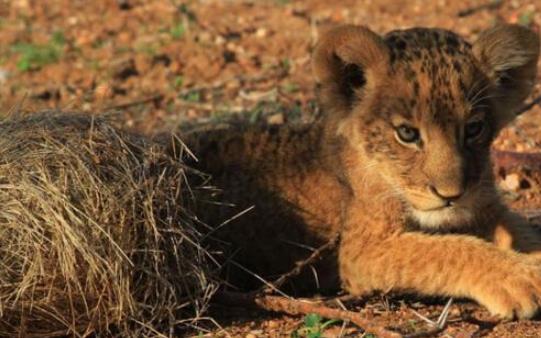 世界上最小的獅子 索馬里獅最大體長都不足2米
