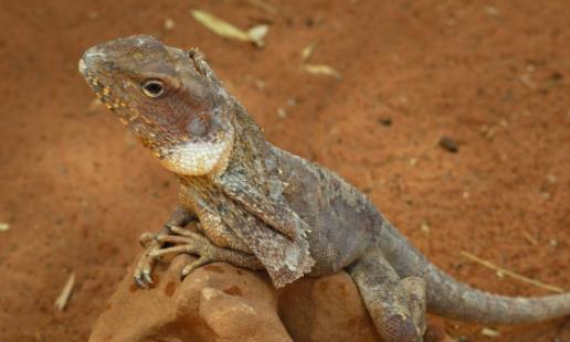 世界上最奇特的蜥蜴 傘蜥頸部長著傘狀領(lǐng)圈 還能直立奔跑