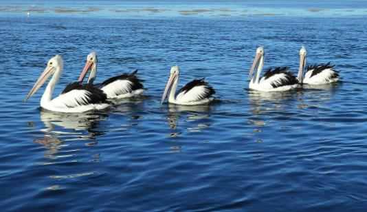 世界上嘴巴最長(zhǎng)的鳥(niǎo) 澳大利亞鵜鶘嘴長(zhǎng)接近半米