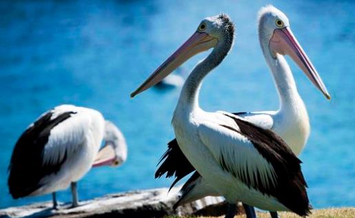 世界上嘴巴最長(zhǎng)的鳥(niǎo) 澳大利亞鵜鶘嘴長(zhǎng)接近半米