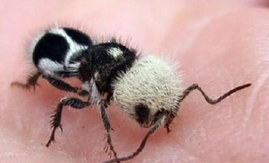 世界上長相最奇特的蜂 熊貓螞蟻毛色如熊貓 體態似螞蟻