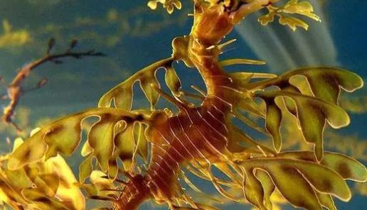 世界上最會偽裝的海龍 葉海龍宛若一株漂浮在水中的海藻