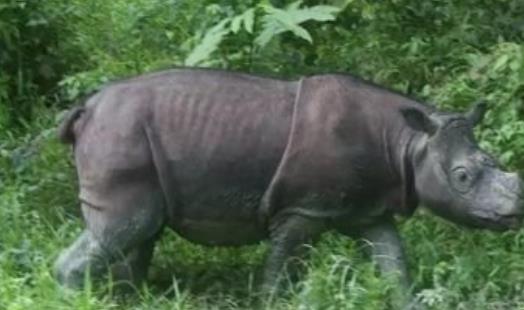 世界上最小的犀牛 蘇門犀體重不到白犀一半 僅剩200余頭