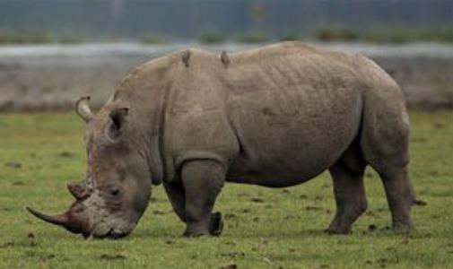 世界上最小的犀牛 蘇門犀體重不到白犀一半 僅剩200余頭