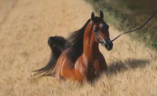 世界上最古老的馬 阿拉伯馬已有4500年的歷史
