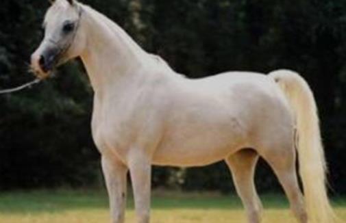 世界上最古老的馬 阿拉伯馬已有4500年的歷史